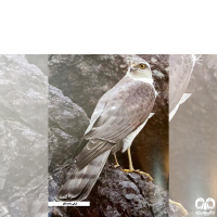 گونه قرقی Eurasian Sparrowhawk